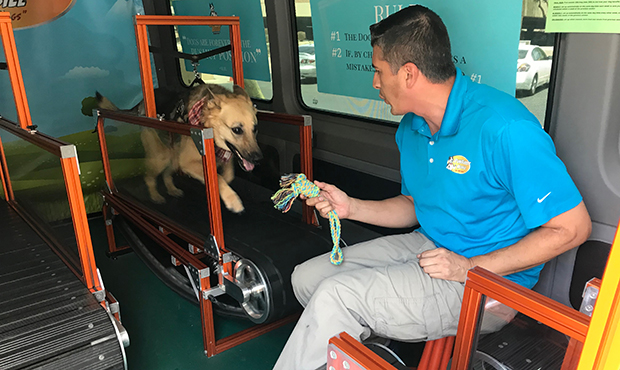 Mobile dog gym helps Valley dogs stay in shape during summer heat