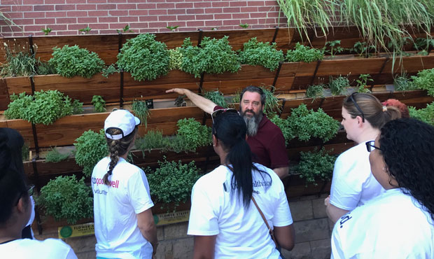 D-backs' garden at Chase Field shows how greens can grow in Phoenix