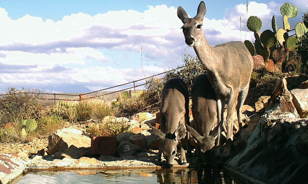 Donations help Arizona Game and Fish bring water to wildlife in dry regions