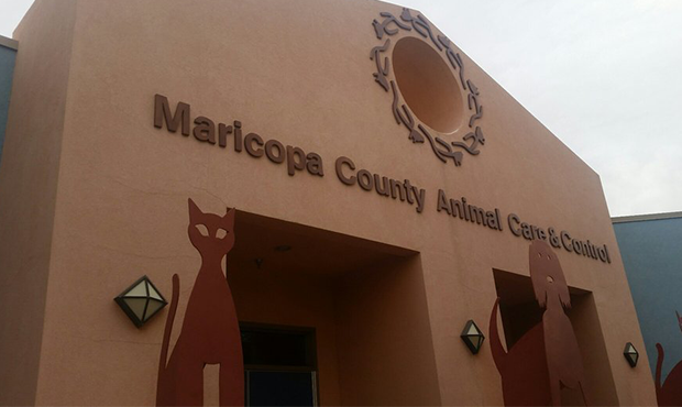 (Maricopa County Animal Care and Control/Yelp Photo)...