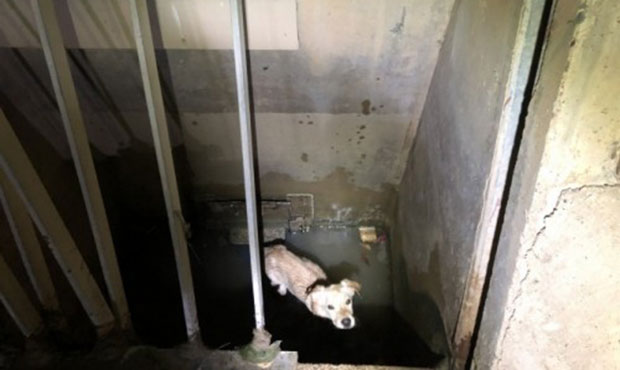SRP workers in Chandler rescue dog trapped behind canal grate