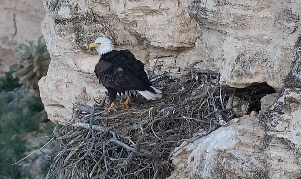Bald eagle breeding grounds grow in Arizona, but number of eggs dips