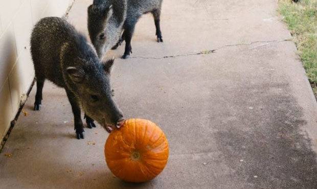 Arizona wildlife officials warn against leaving Halloween pumpkins outside