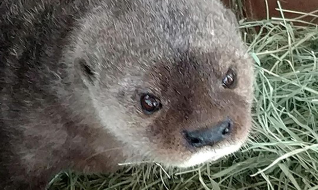 20-year-old otter Biko euthanized at Phoenix Zoo due to age-related issues
