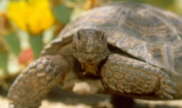 Arizona Game and Fish seeking good homes for captive desert tortoises