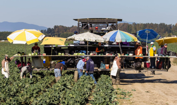 Migrant workers harvest cauliflower in Washington. The House is considering a bipartisan bill that ...