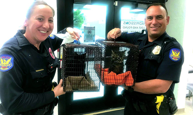 Phoenix police saves abandoned kittens who were doused with gasoline