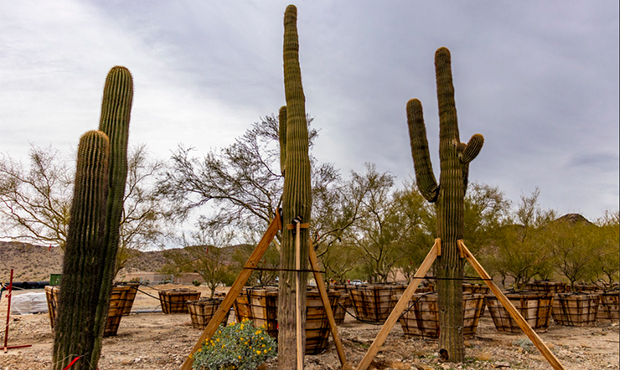 Cactuses, native plants being replanted along South Mountain Freeway