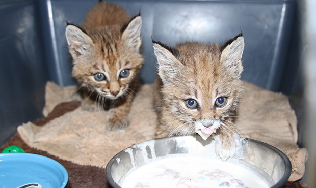 Scottsdale conservation center takes in 2 baby bobcats, 14 total animals