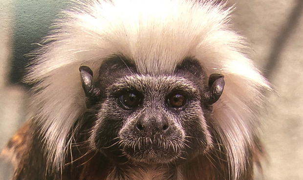 Phoenix Zoo monkey takes flight to new home, mate in Idaho