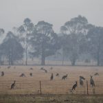 Kangaroos graze in a field as smoke shrouds the Australian capital of Canberra, Australia, Wednesday, Jan. 1, 2020. Australia deployed military ships and aircraft to help communities ravaged by apocalyptic wildfires that destroyed homes and sent thousands of residents and holidaymakers fleeing to the shoreline. (AP Photo/Mark Baker)