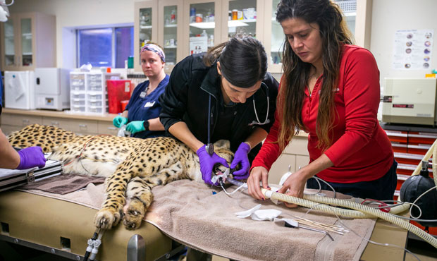 Here's how Phoenix Zoo vets gave DeMarco the cheetah a checkup