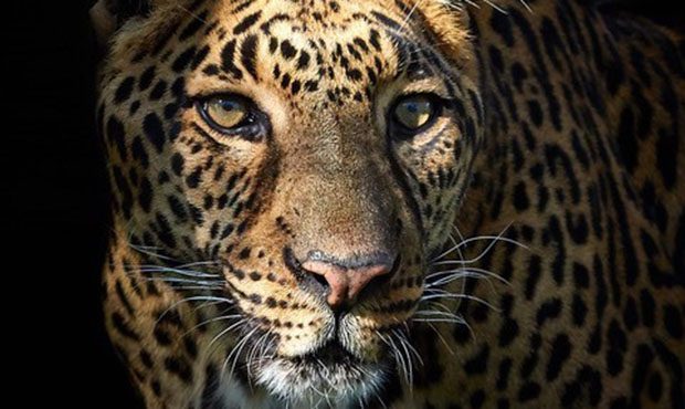 Scottsdale Wildlife Centers Beloved Jaguar Leopard Hybrid Dies