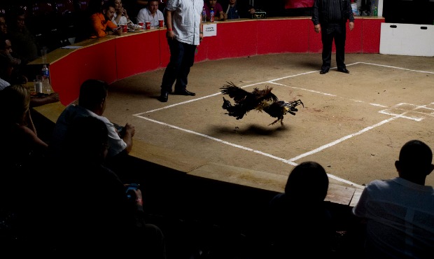 In this April 11, 2015 photo, cocks fight in a ring known as a "palenque" at the Texcoco ...