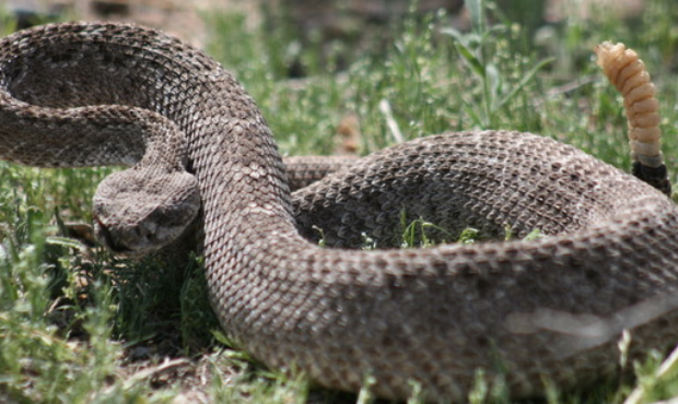 Phoenix reptile sanctuary issues snake alert amid COVID-19 outbreak