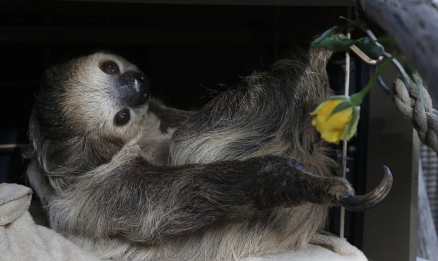 Here's how Phoenix Zoo's Fernando the sloth became star fundraiser