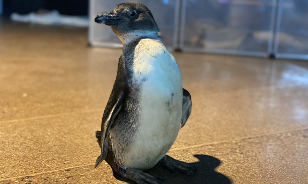 OdySea trainers engineer device to help baby penguin overcome defect