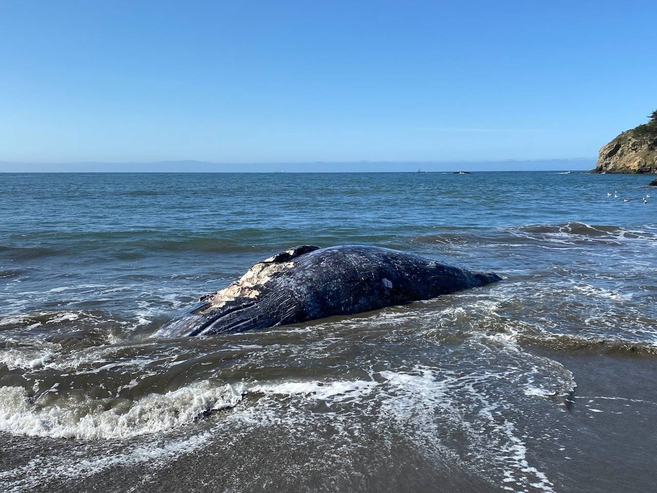 4 gray whales found dead in San Francisco Bay Area in 9 ...
