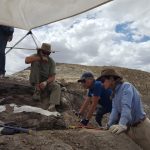 Doug Wolfe begins the process for removal of the fossils. (Arizona Museum of Natural History)