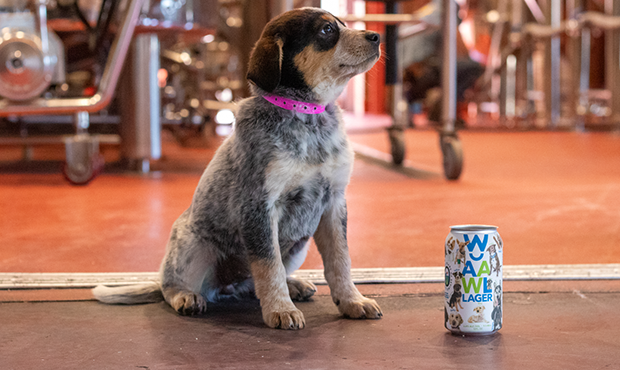 Animal shelter to release AAWLager beer to celebrate 50th anniversary