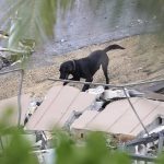 
              A dog of the search and rescue personnel search for survivors through the rubble at the Champlain Towers South Condo in Surfside, Fla., Friday, June 25, 2021. The apartment building partially collapsed on Thursday, June 24. (David Santiago/Miami Herald via AP)
            