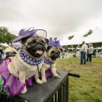 
              Matty Pugdashian, a pug, rests following their breed judging at the 145th Annual Westminster Kennel Club Dog Show, Saturday, June 12, 2021, in Tarrytown, N.Y. (AP Photo/John Minchillo)
            