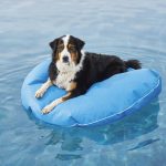 
              This image provided by Frontgate shows an inflatable for dogs. Don't forget the family pets; a nonporous, puncture-resistant floating dog bed at Frontgate comes in a bunch of colors and three sizes. (Frontgate via AP)
            