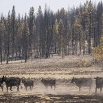 
              Cattle move through hills damaged by the Bootleg Fire, Thursday, July 22, 2021 near Bly, Ore. (AP Photo/Nathan Howard)
            