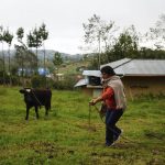 
              The future first lady of Peru, Lilia Paredes, 48, leads a calf on her property in the rural hamlet of Chugur, Peru, Thursday, July 22, 2021. Her husband, leftist Pedro Castillo catapulted from unknown to president-elect with the support of the country's poor and rural citizens, many of whom identify with the struggles the teacher has faced. (AP Photo/Franklin Briceno)
            