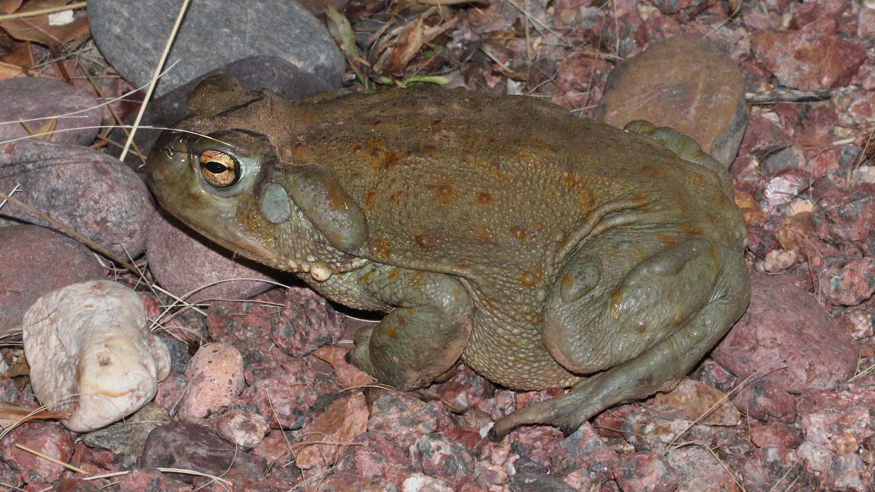 Rain from monsoon season in Arizona brings toxic Sonoran Desert toads