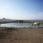 Wild horses gather around a pond at Simpson Springs on July 14, 2021, near U.S. Army Dugway Proving Ground, Utah. Horses from this herd were later rounded up as federal land managers increased the number of horses removed from the range during an historic drought. They say it's necessary to protect the parched land and the animals themselves, but wild-horse advocates accuse them of using the conditions as an excuse to move out more of the iconic animals to preserve cattle grazing. (AP Photo/Rick Bowmer)