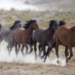 
              Free-ranging wild horses gallop from a watering trough on July 8, 2021, near U.S. Army Dugway Proving Ground, Utah. Mustangs from this herd were later rounded up as federal land managers increased the number of horses removed from the range during an historic drought. They say it's necessary to protect the parched land and the animals themselves, but wild-horse advocates accuse them of using the conditions as an excuse to move out more of the iconic animals to preserve cattle grazing. (AP Photo/Rick Bowmer)
            