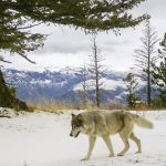 
              FILE - In this Dec. 4, 2014, file photo, released by the Oregon Department of Fish and Wildlife, a wolf from the Snake River Pack passes by a remote camera in eastern Wallowa County, Ore. President Joe Biden's administration is sticking by the decision under former President Donald Trump to lift protections for gray wolves across most of the U.S. (Oregon Department of Fish and Wildlife via AP, File)
            