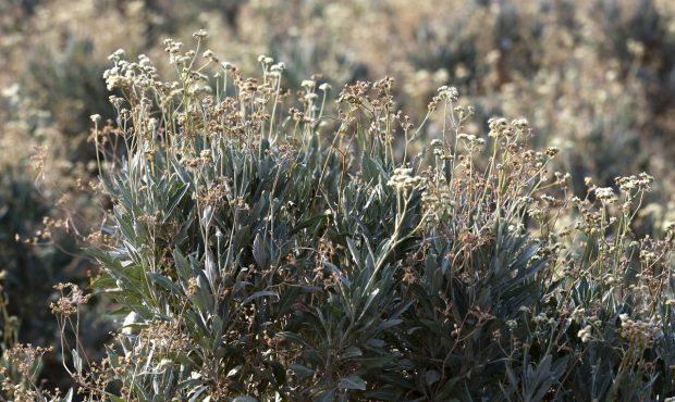 Drought-resistant guayule plants are being grown for research on a farm run by Tempe Farming Co., i...