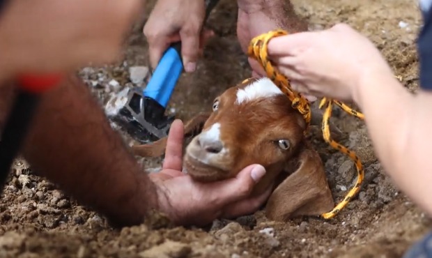 Arizona Humane Society technicians rescue goat from irrigation pipe