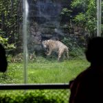 Visitors watch a Royal Bengal Tiger standing inside its enclosure at the Alipore Zoo after it reopened for the public in Kolkata, India, Wednesday, Sept. 15, 2021. The zoo was closed in May this year due to the coronavirus pandemic. (AP Photo/Bikas Das)