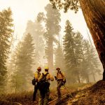 
              Firefighters discuss tactics while battling the Windy Fire burning in the Trail of 100 Giants grove of Sequoia National Forest, Calif., on Sunday, Sept. 19, 2021. (AP Photo/Noah Berger)
            