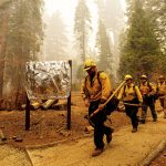 
              Firefighters pass a sign wrapped in fire-resistant material while battling the Windy Fire burning in the Trail of 100 Giants grove of Sequoia National Forest, Calif., on Sunday, Sept. 19, 2021. (AP Photo/Noah Berger)
            