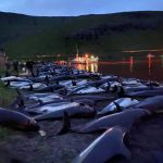 
              In this image released by Sea Shepherd Conservation Society the carcasses of dead white-sided dolphins lay on a beach after being pulled from the blood-stained water on the island of Eysturoy which is part of the Faeroe Islands Sunday Sept. 12, 2021. The dolphins were part of a slaughter of 1,428 white-sided dolphins that is part of a four-century-old traditional drive of sea mammals into shallow water where they are killed for their meat and blubber. (Sea Shepherd via AP)
            