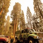 A fire engine drives past sequoia trees in Lost Grove as the KNP Complex Fire burns about 15 miles away on Friday, Sept. 17, 2021, in Sequoia National Park, Calif. (AP Photo/Noah Berger)