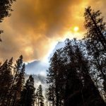 Smoke rises above trees as the Windy Fire burns in Sequoia National Forest, Calif., on Sunday, Sept. 19, 2021. (AP Photo/Noah Berger)