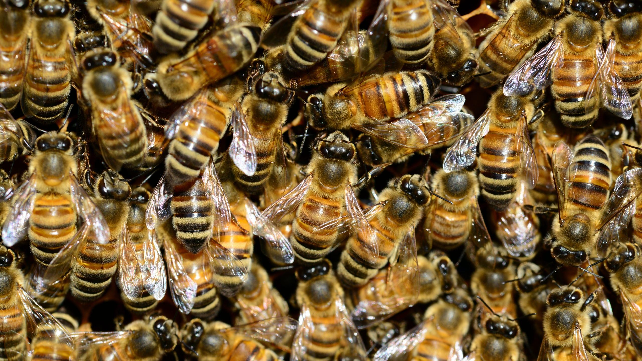 2 people taken to the hospital after being stung by bees in Scottsdale