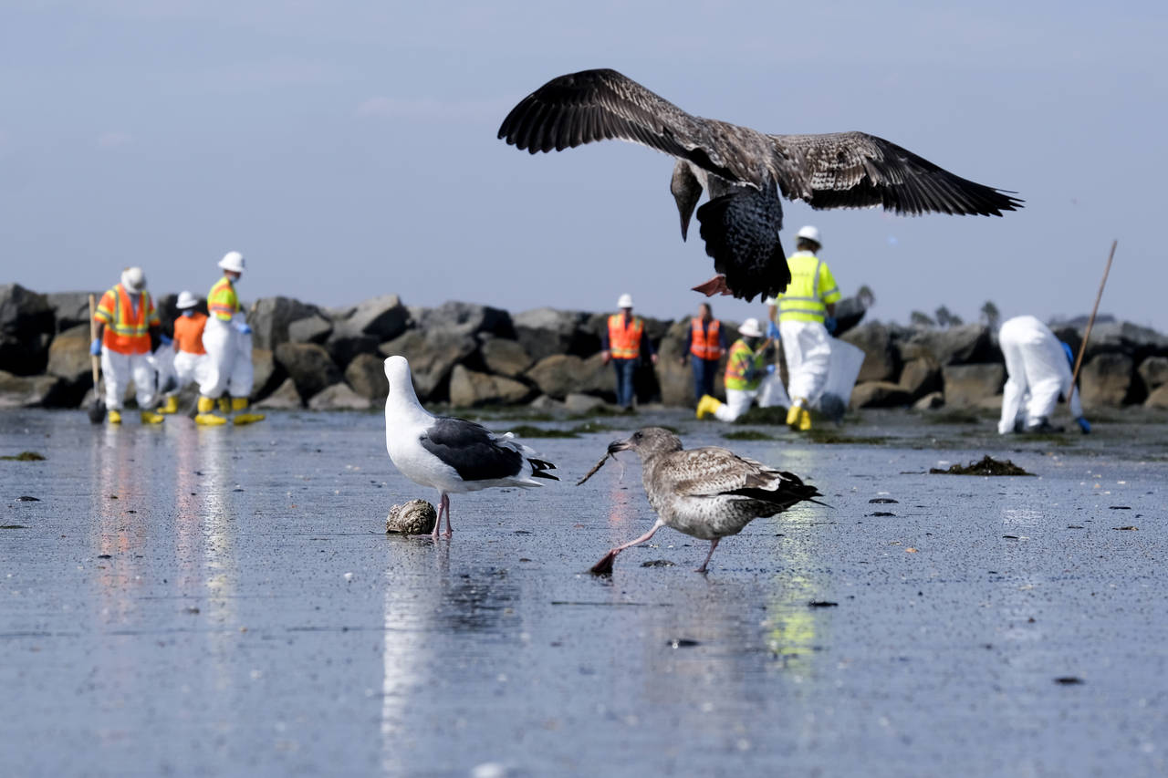 Birds are seen as workers in protective suits clean the contaminated beach after an oil spill in Ne...