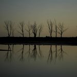 
              Trees are reflected in the lake of the abandoned Villa Epecuen, Argentina, Friday, Oct. 8, 2021. The Argentine spa town was a mecca of tourism for much of the 20th century, until the adjoining lake poured through a broken embankment in 1985 and destroyed hotels, restaurants and other buildings. (AP Photo/Natacha Pisarenko)
            