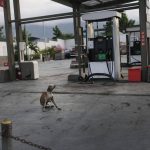 
              A dog sits at an empty gas station amid gas shortages during a general strike in Port-au-Prince, Monday, Oct. 18, 2021. Workers angry about the nation's lack of security went on strike in protest two days after 17 members of a US-based missionary group were abducted by a violent gang. (AP Photo/Matias Delacroix)
            