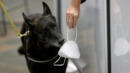 One Betta, a Dutch Shepard, sniffs a mask for the scent of COVID-19 at Miami International Airport ...