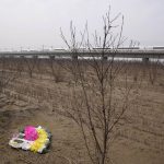 
              A high speed train moves past rows of dead peach trees killed by recent flood waters in Huangtugang village in central China's Henan province on Saturday, Oct. 23, 2021. The flooding disaster in July is the worst that older farmers can remember in 40 years – but it is also a preview of the kind of extreme conditions the country is likely to face as the planet warms up, and weather patterns farmers depend upon are increasingly destabilized. (AP Photo/Ng Han Guan)
            