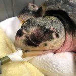 
              This image provided by the New England Aquarium shows a Kemp's ridley sea turtle being intubated to assist with its breathing Monday, Nov. 29, 2021, at New England Aquarium's Sea Turtle Hospital, in Quincy, Mass. Sea turtle strandings on Cape Cod are picking up after a slow start to the season, experts at the New England Aquarium said Monday. The aquarium has so far cared for almost 120 of the animals at its Quincy turtle hospital, the vast majority of which have been endangered Kemp's ridley turtles. (Adam Kennedy/New England Aquarium via AP)
            