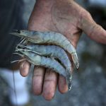 
              In this Monday, Sept. 27, 2021, photo, Glynn Chaisson shows a handful of shrimp he caught in the bayou and used for a large cookout to feed his neighbors, who also lost their homes to Hurricane Ida in Chauvin, La. (AP Photo/Jessie Wardarski)
            