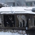 
              FILE - Dogs are seen in a cage at a dog meat farm in Siheung, South Korea, Feb. 23, 2018. South Korea said Thursday, Nov. 25, 2021, it'll launch a government-led task force to consider outlawing dog meat consumption, about two months after the country's president offered to look into ending the centuries-old eating practice. (AP Photo/Ahn Young-joon, File)
            